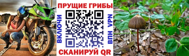 Псилоцибиновые грибы мухоморы  даркнет как зайти  Западная Двина 